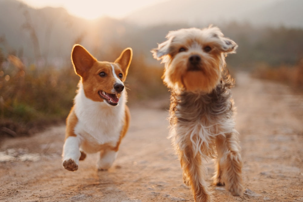 Happy dogs playing and enriched
