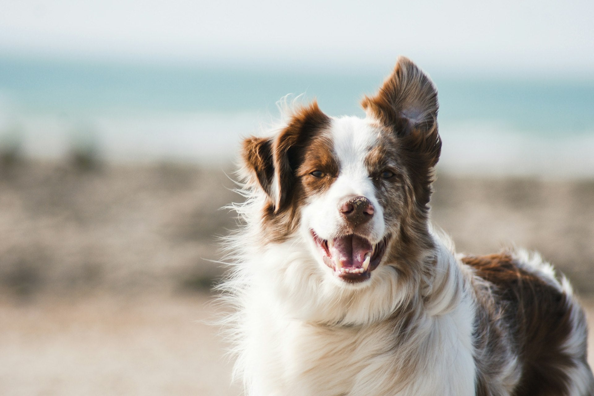 Happy dog in cozy indoor setting