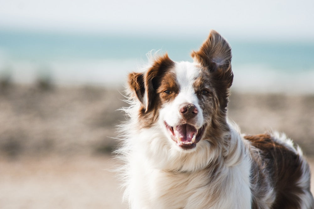 Happy dog with frozen treats
